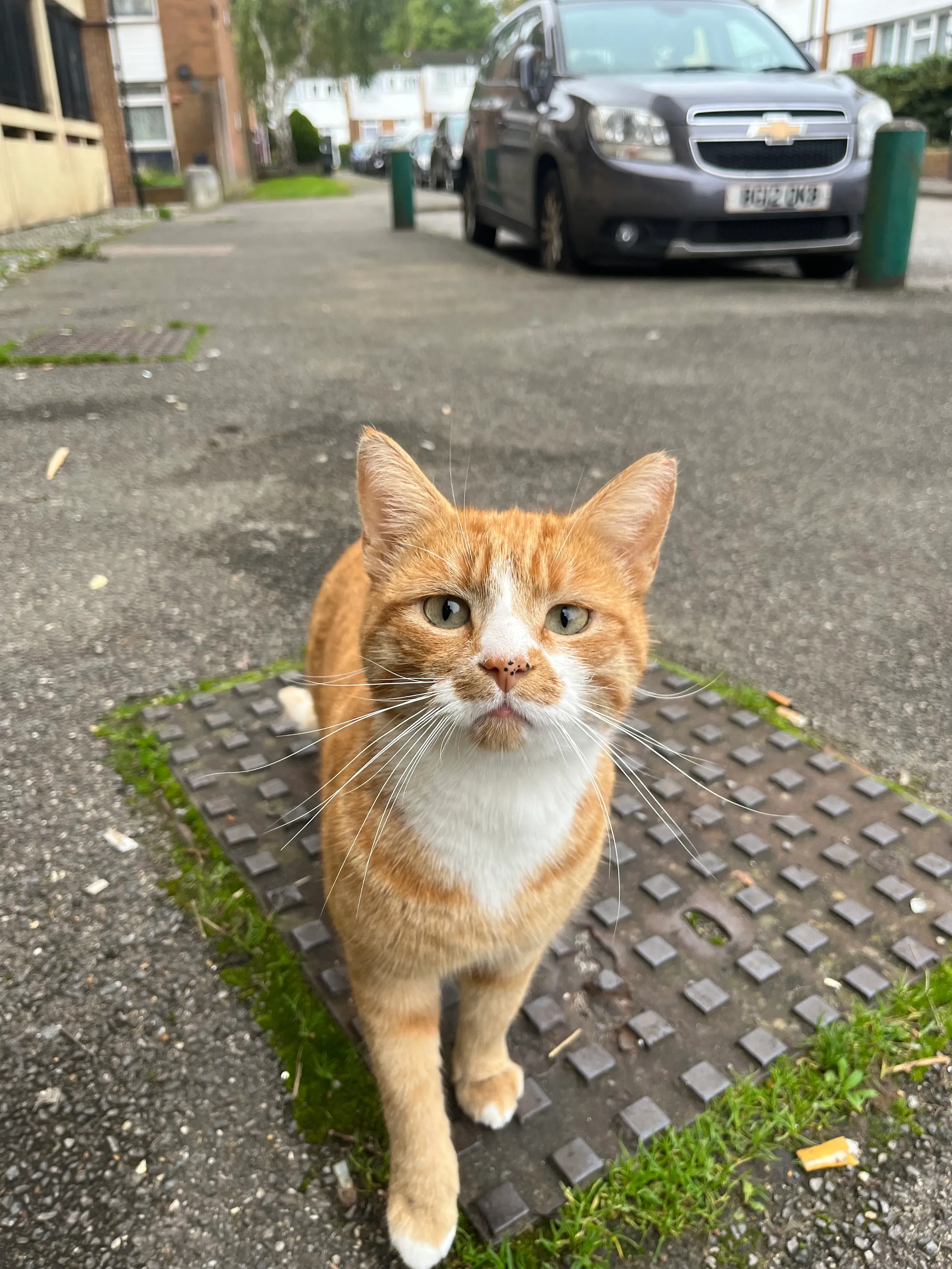 orange cat outside in the street